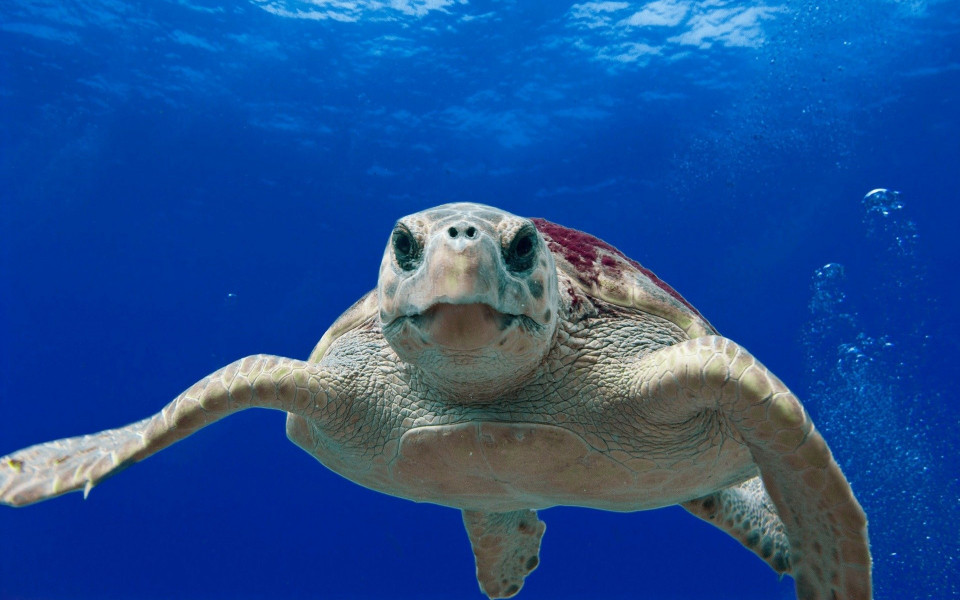 Tauchen im Zakynthos Urlaub
